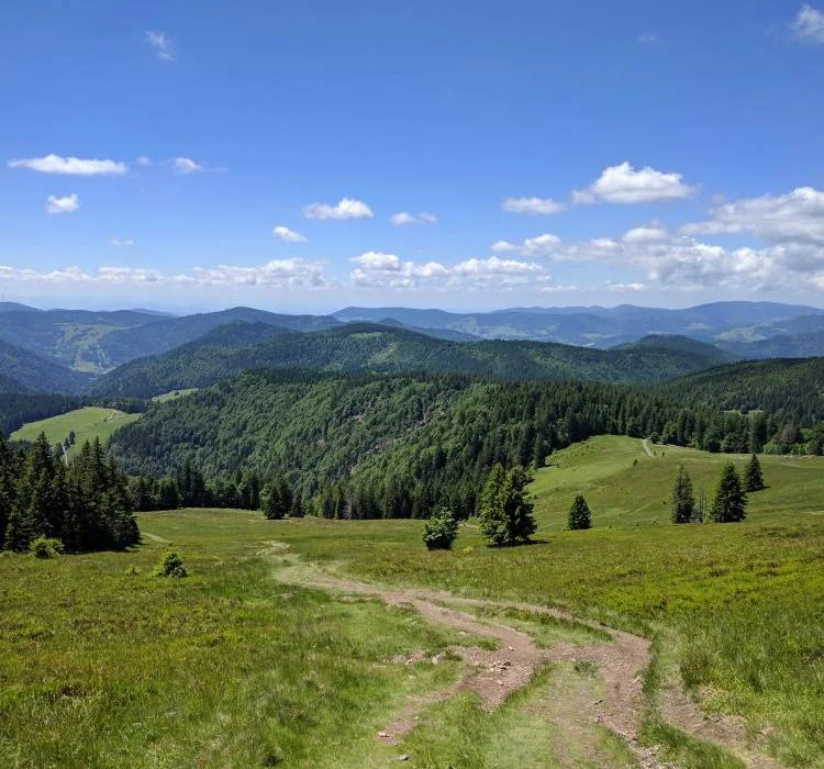 Black Forest