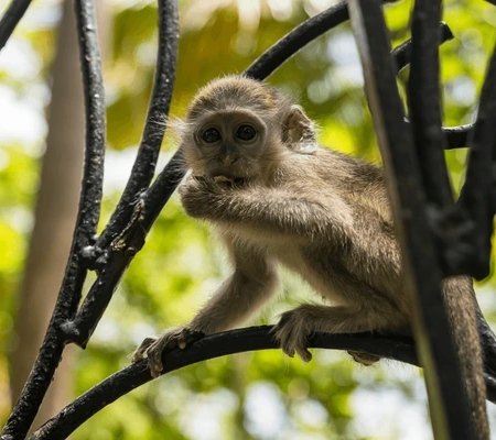 Barbados Wildlife Reserve