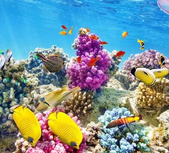 Belize Barrier Reef