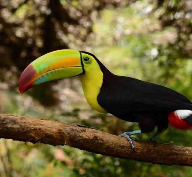 Belize Zoo