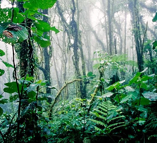 Celaque National Park