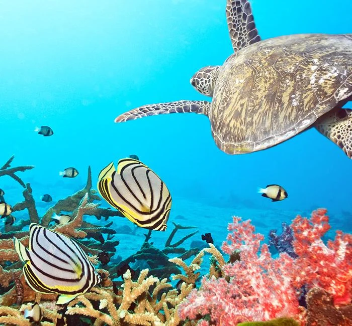 Champagne Reef