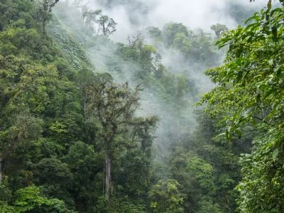 Monteverde Cloud Forest