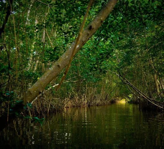Caroni Swamp