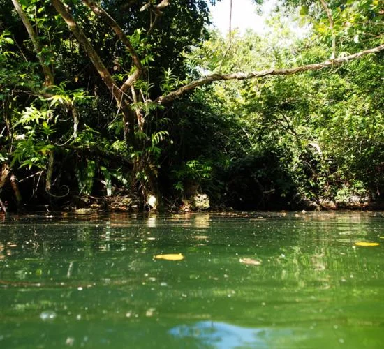Old Palau Swamp