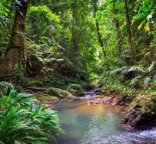 Tobago Rainforest