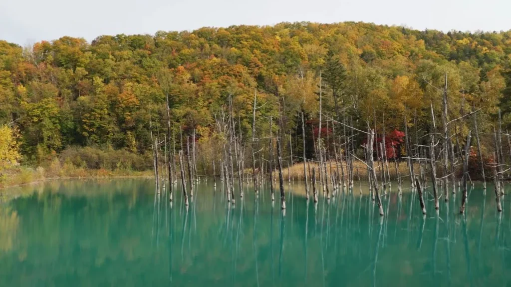 Blue Pond in Hokkaido