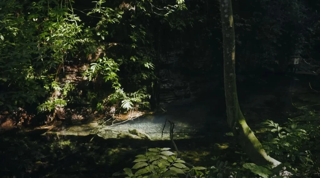 Brazilian jungle