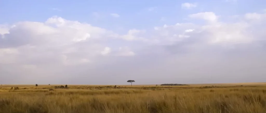 Classic savanna with lone acacia tree