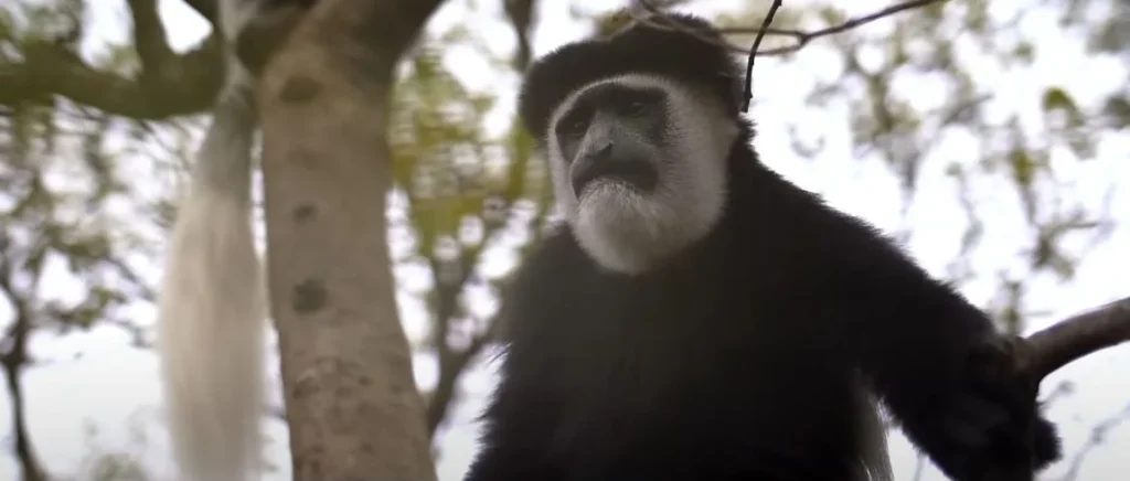 Colobus monkey in tree