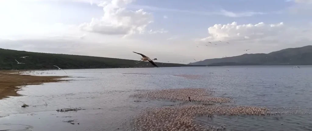 Flamingos covering the lake