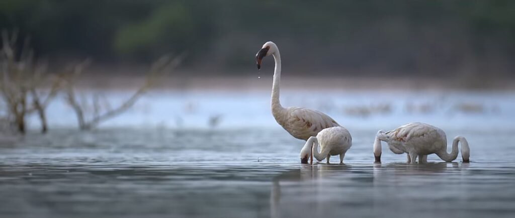 Flamingos feeding in shallow water