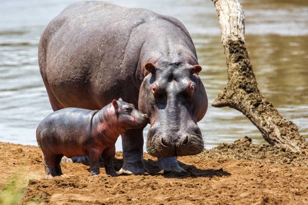 Hippos