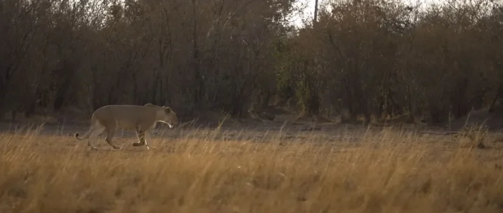 Lioness prowling