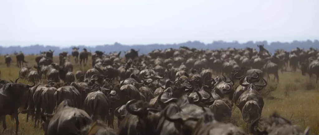 Massive wildebeest herd