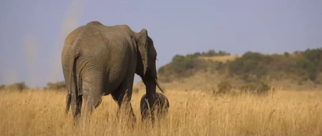 Solitary elephant
