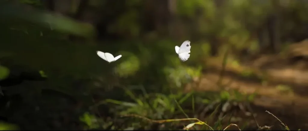 White butterflies in forest
