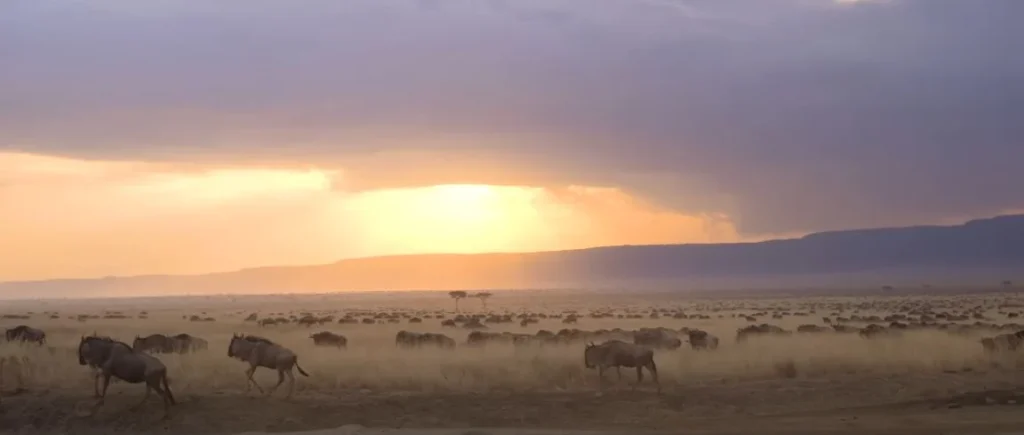 Wildebeest silhouettes