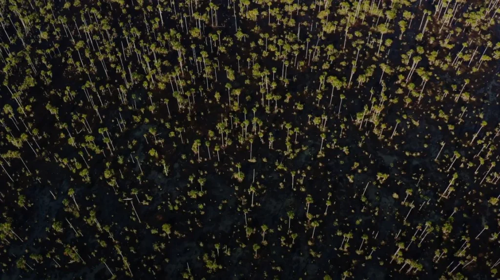 aerial view of forest