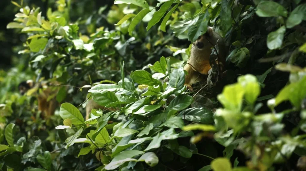 animal in tree