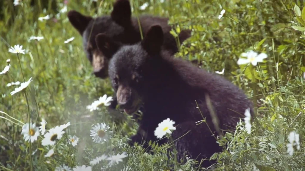 black bear cubs