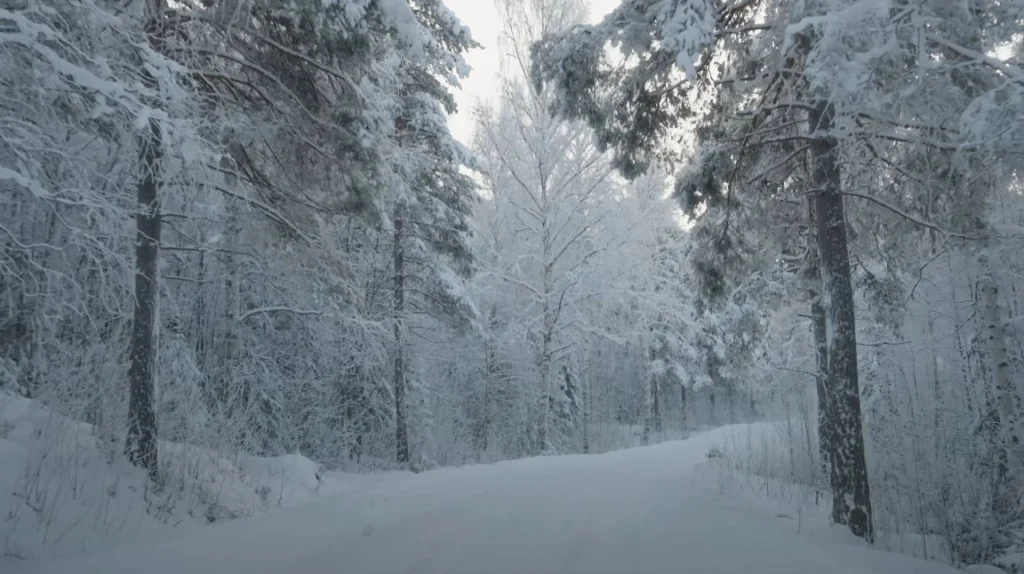 snowy forest path