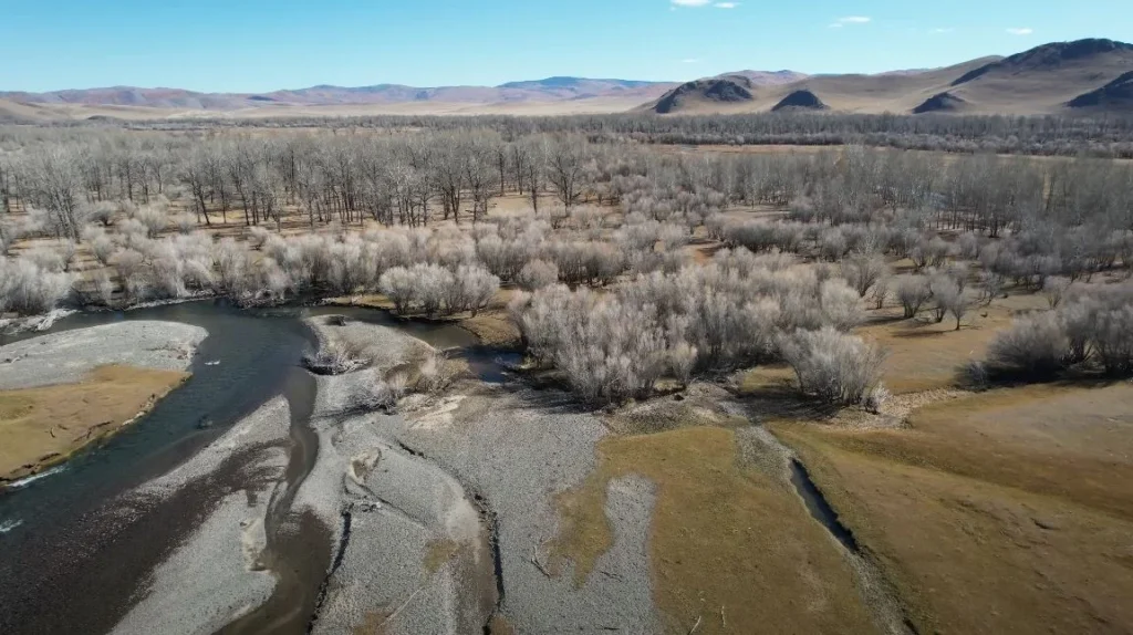 frozen trees by river