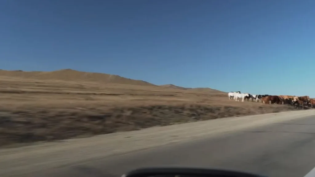 horses casually on the