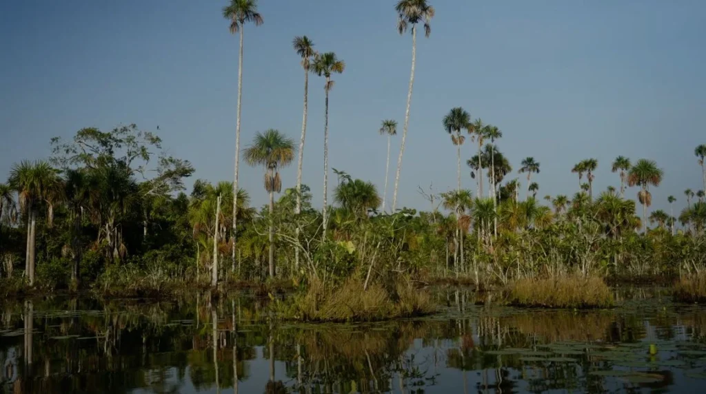 palm trees
