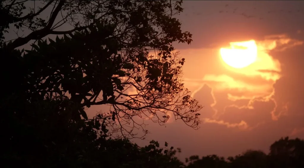 sunset silhouette