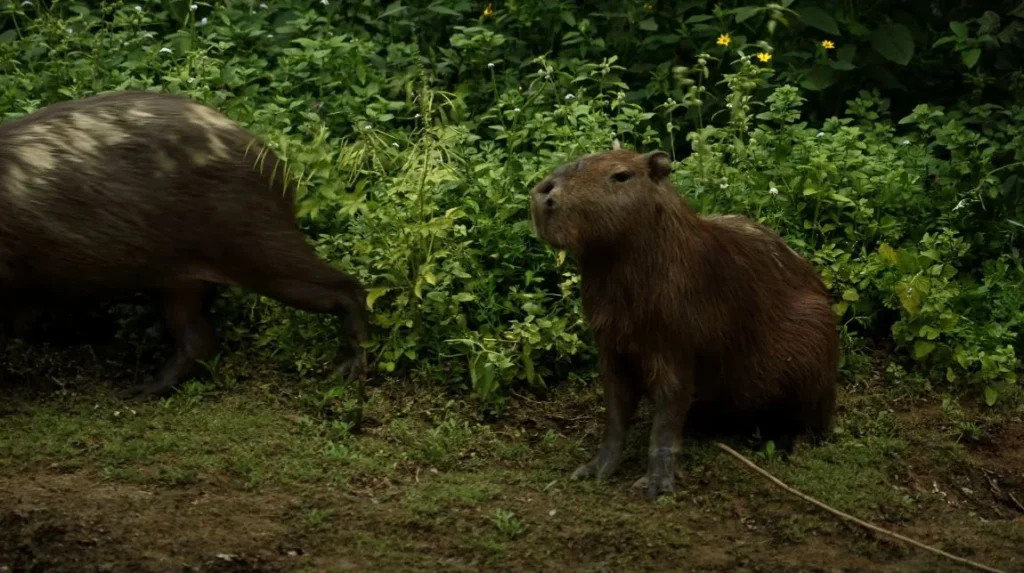 two capybaras