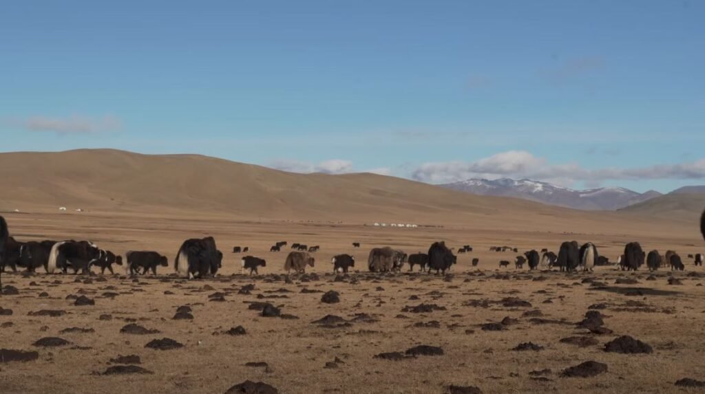 yak herd blocking everything