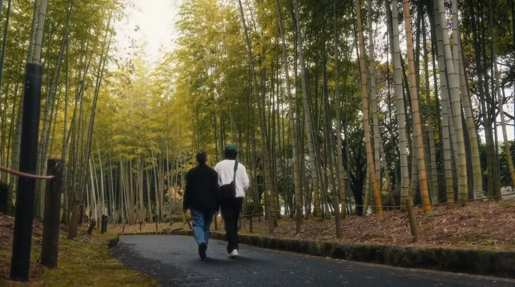 Bamboo forest