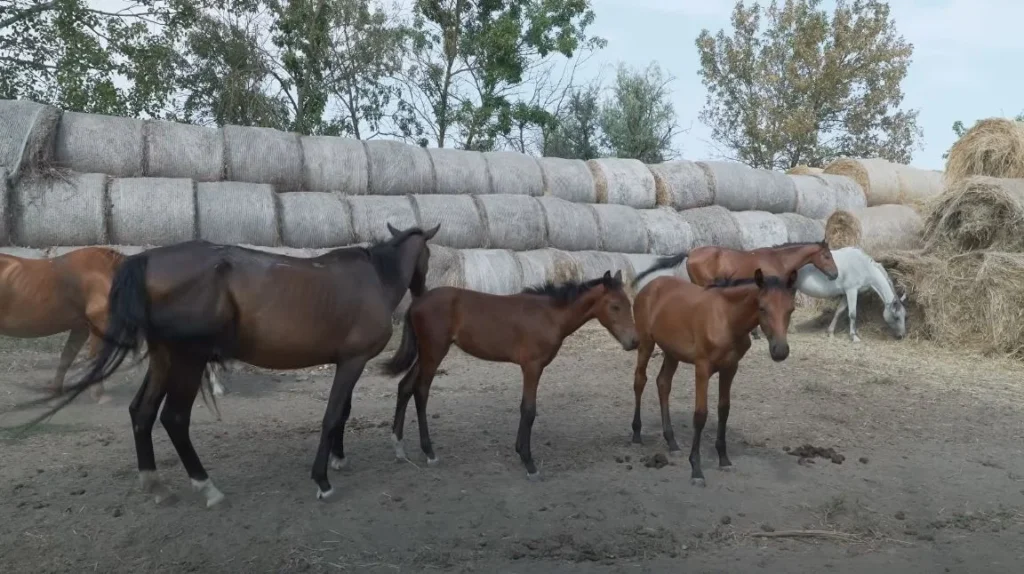 Horses