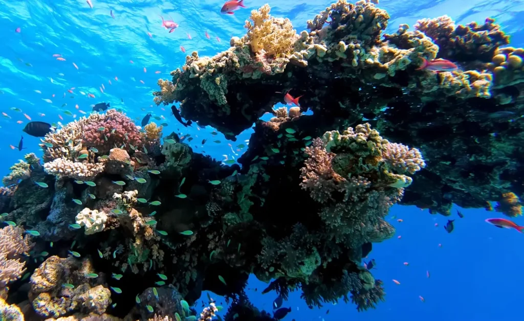 Red Sea coral close-up with fish