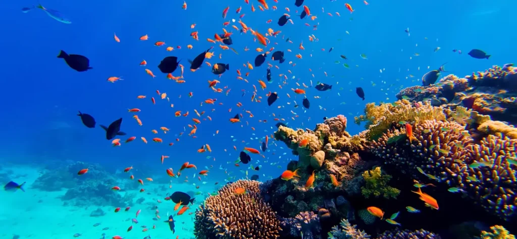 Red Sea coral reef underwater