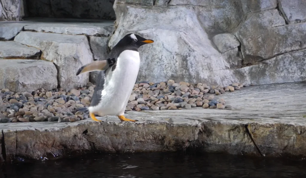 Atlanterhavsparken in Ålesund (1)