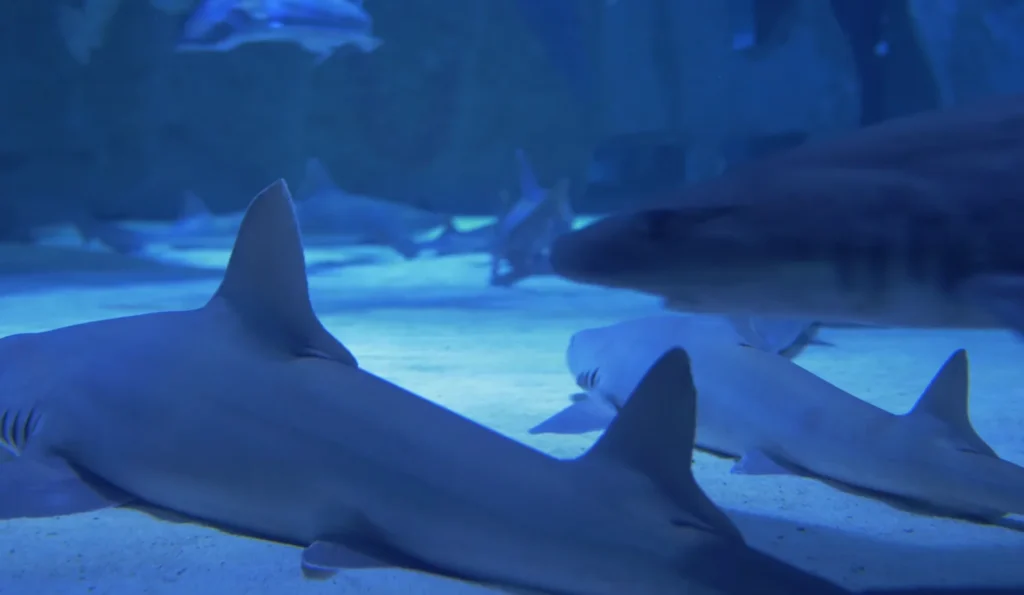 Atlanterhavsparken in Ålesund (2)