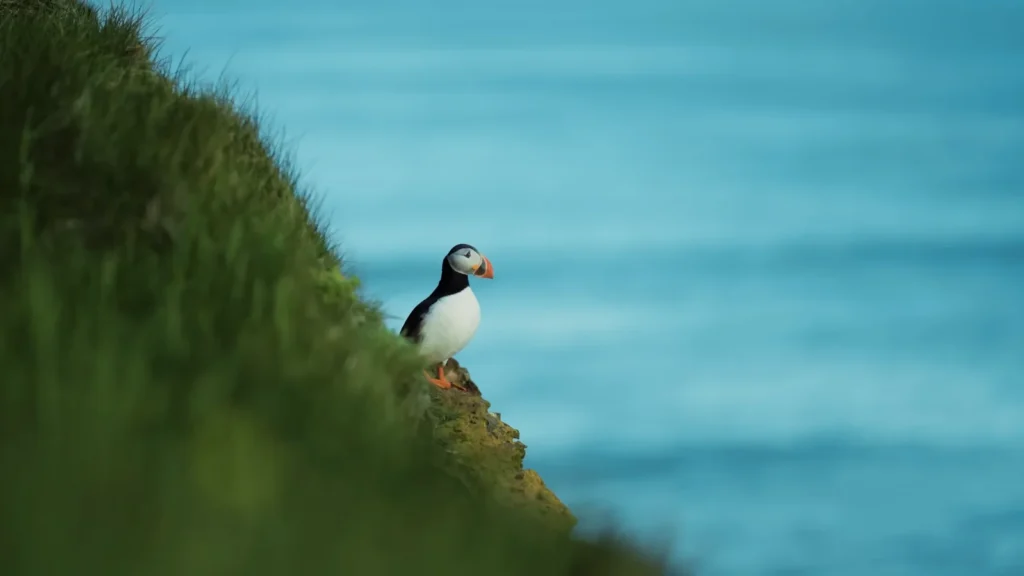 Atlantic Puffin