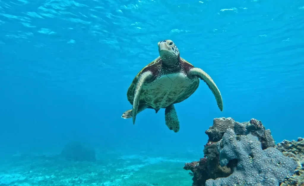 Daymaniyat Islands See Turtle
