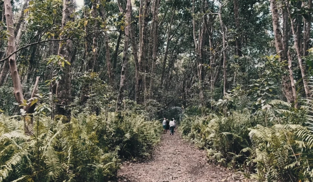 Jozani-Chwaka Bay National Park (1)