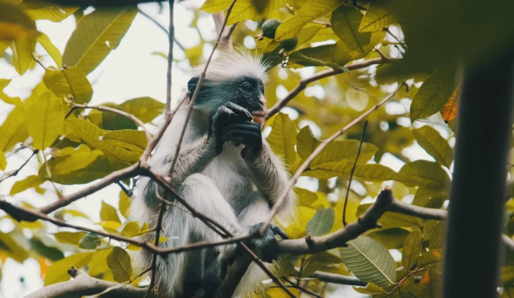 Jozani-Chwaka Bay National Park (3)