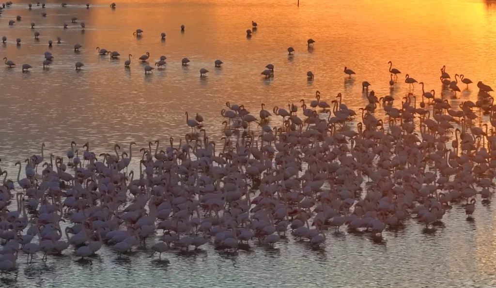 Merzouga flamingos