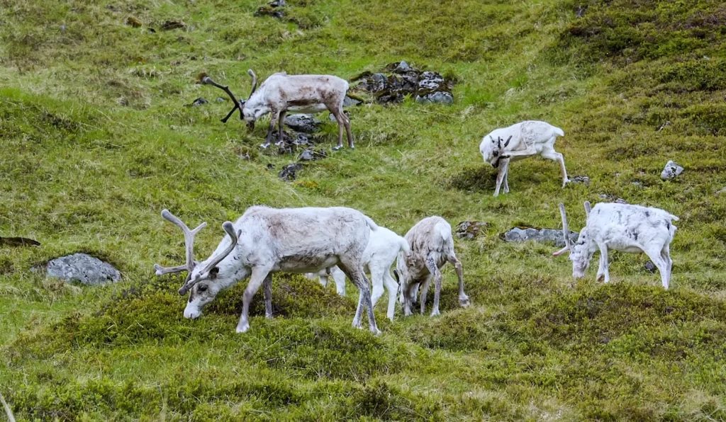 jotunheimen National park 5