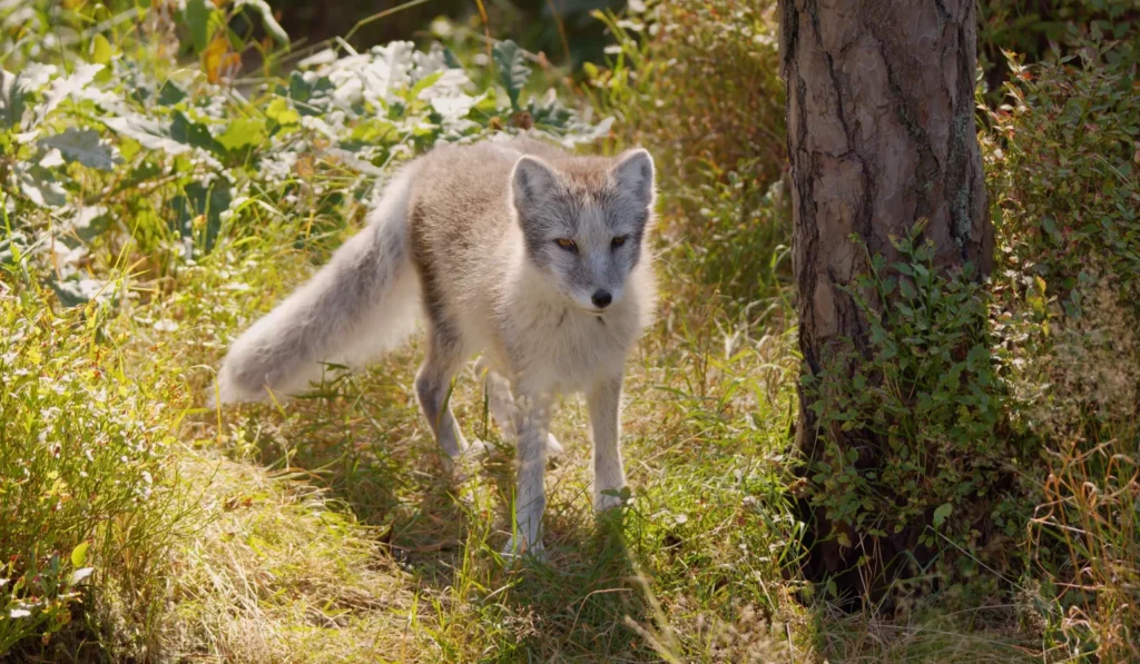 jotunheimen National park 6