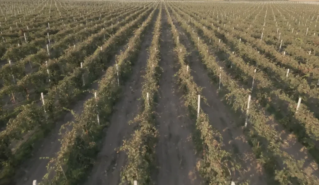 vineyard region in Kakheti