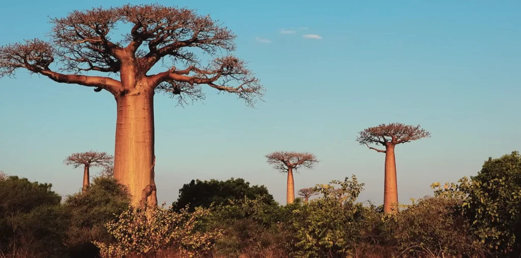 Avanue of the Bobabs