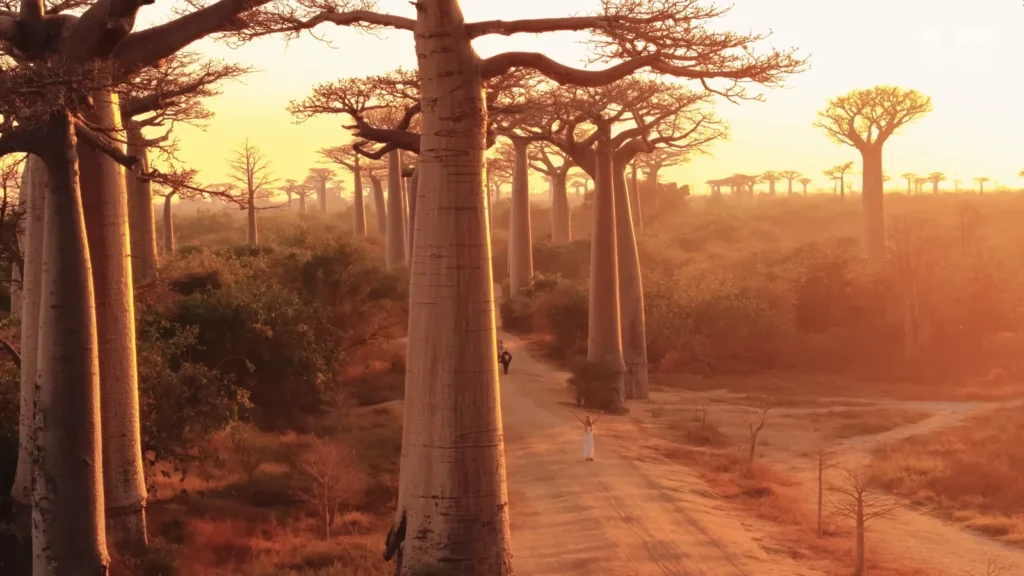 Avanue of the Bobabs