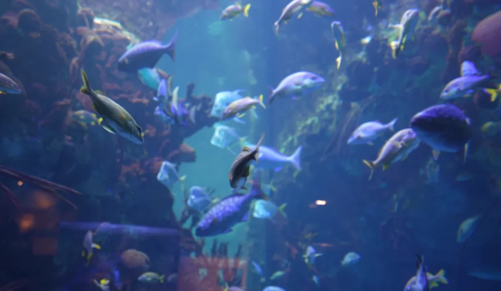 Design District Aquarium 1