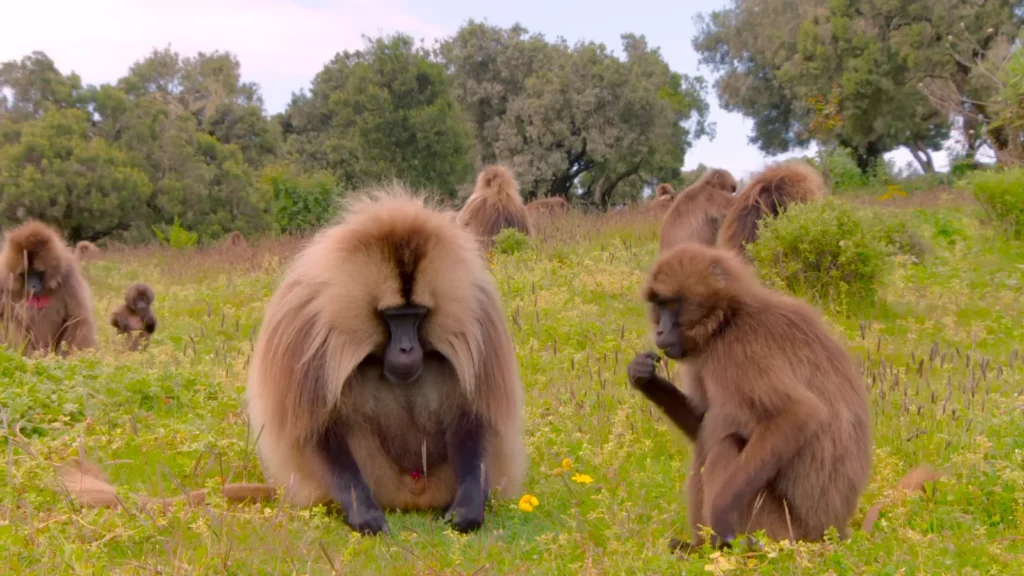 Gelada monkeys